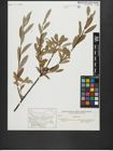Foto von Salix alba L.